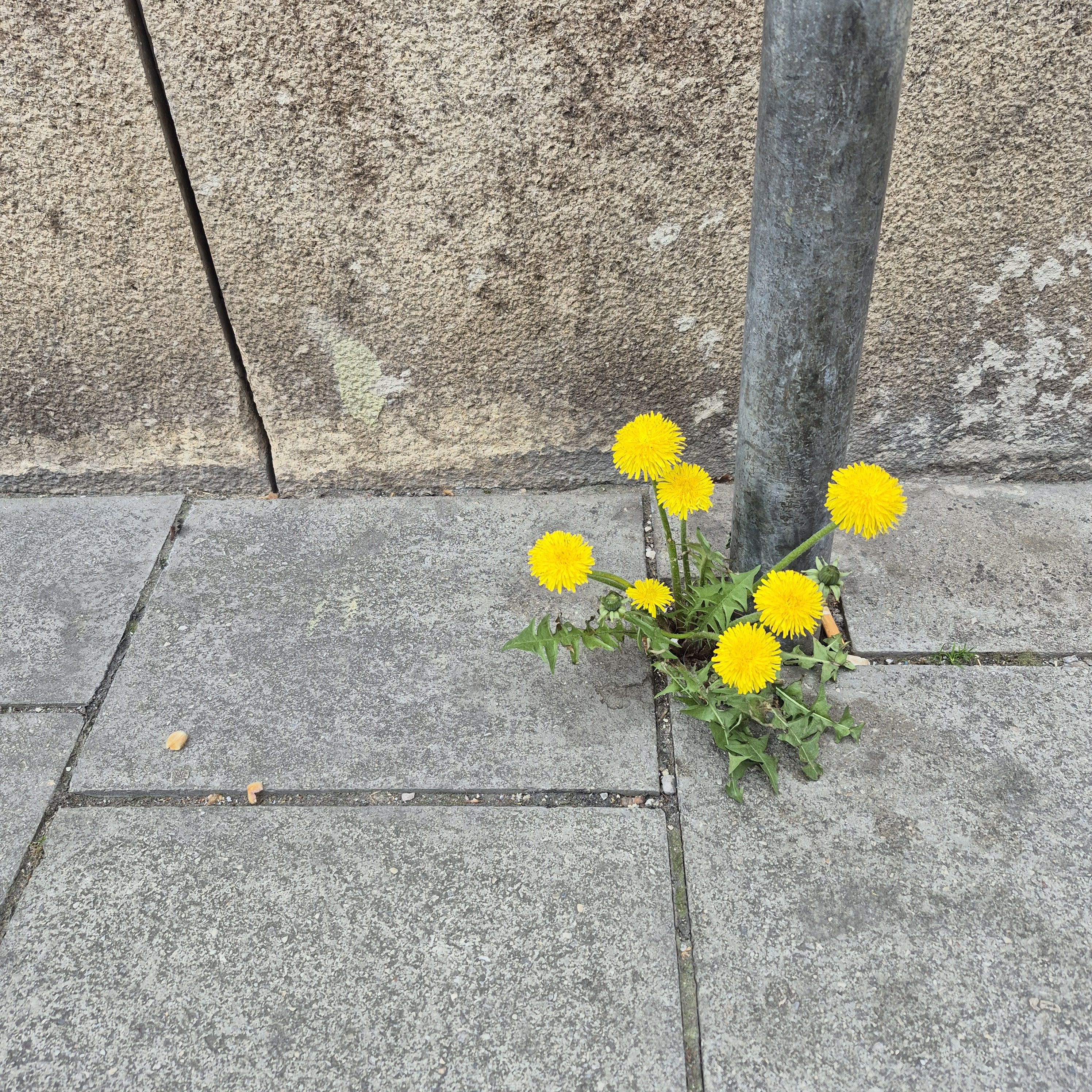 Löwenzahn mit gelben Blüten in einer gepflasterten Fläche.
