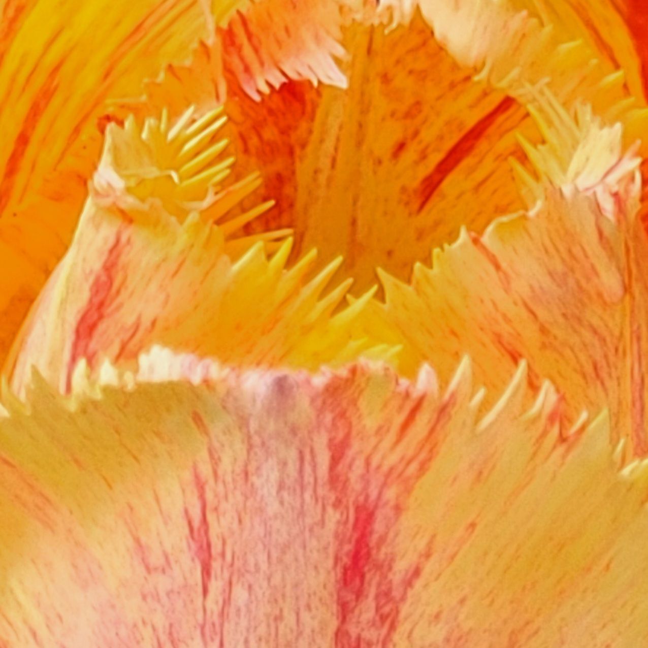 Detail von Tulpenböüten in Orange mit rötlichen Einschlüsse.