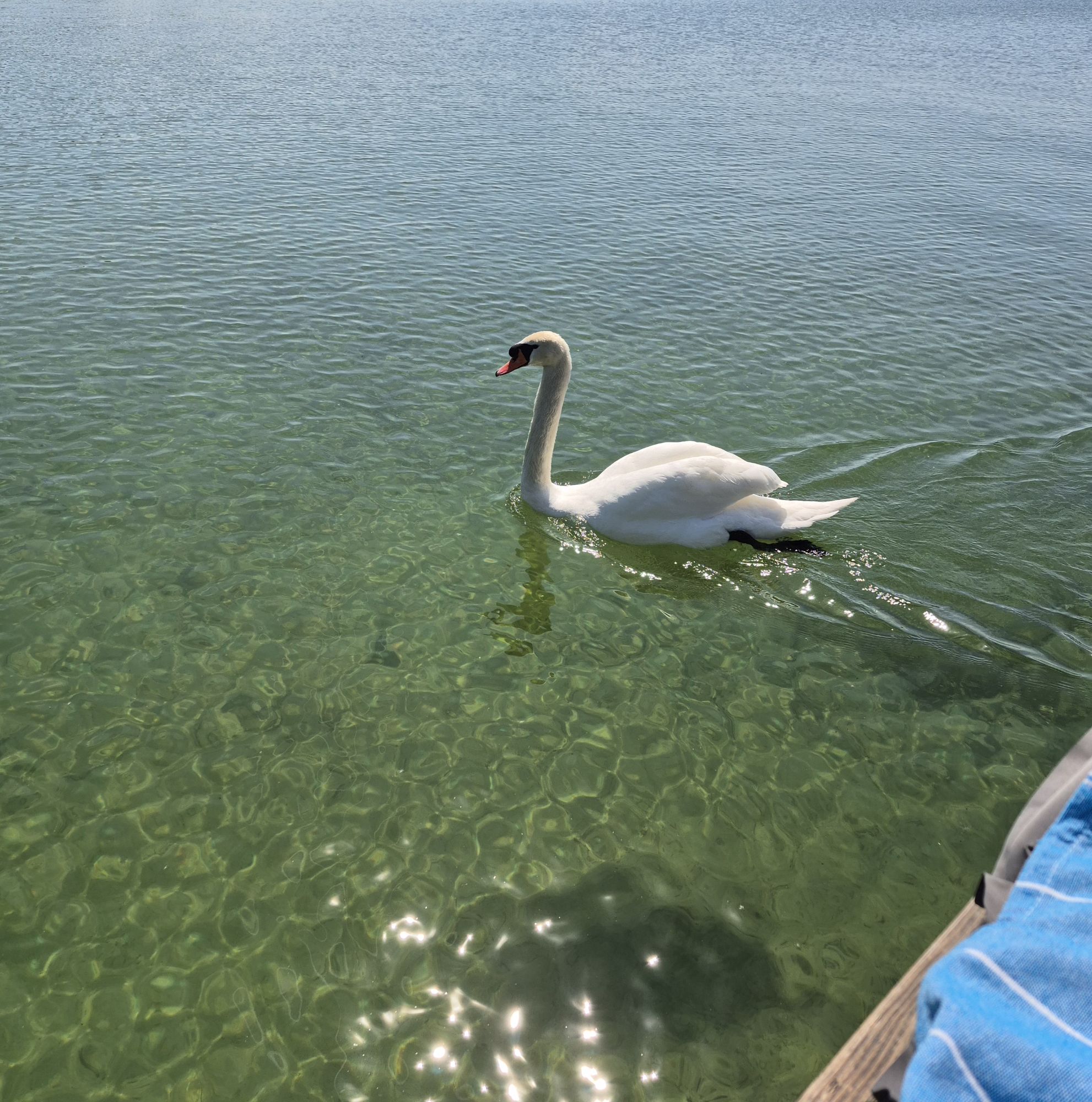 Schwan in grünem Wasser mit Lichtreflexionen.