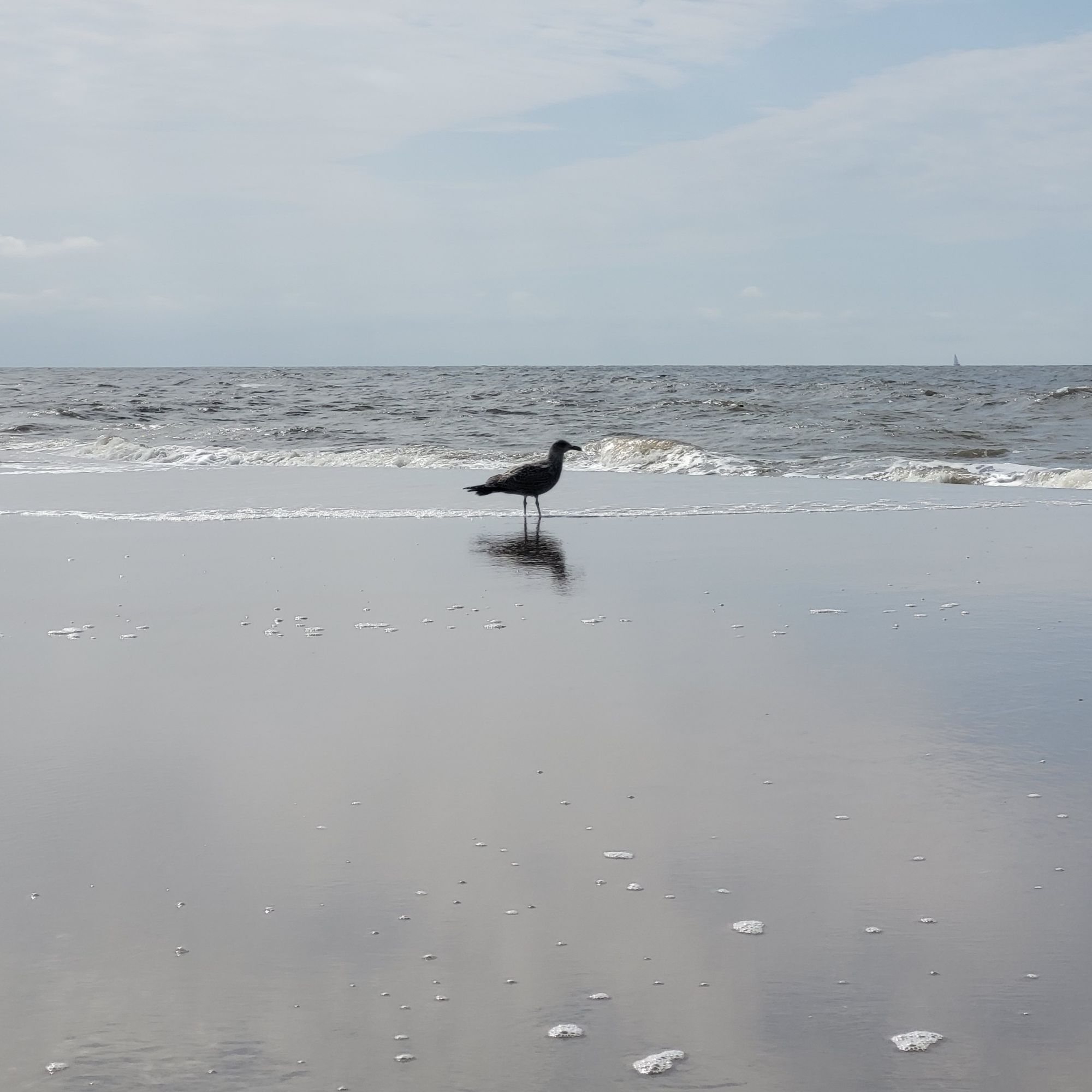 Möwe am Strand mit Spiegelung auf Wasseroberfläche und leichter Brandung.