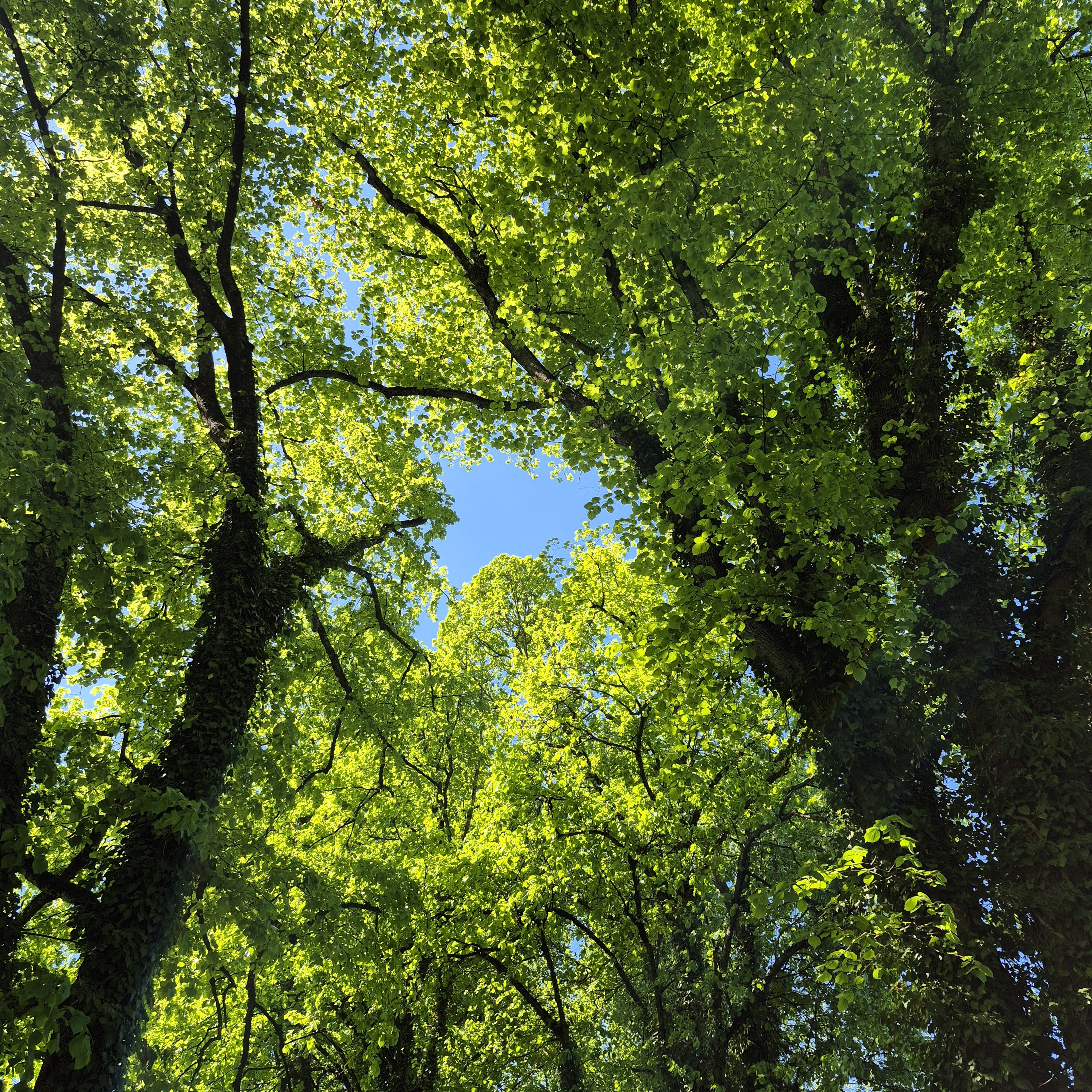 Blick von unten in die Baumwipfel gibt Blick auf blauen Himmel frei.