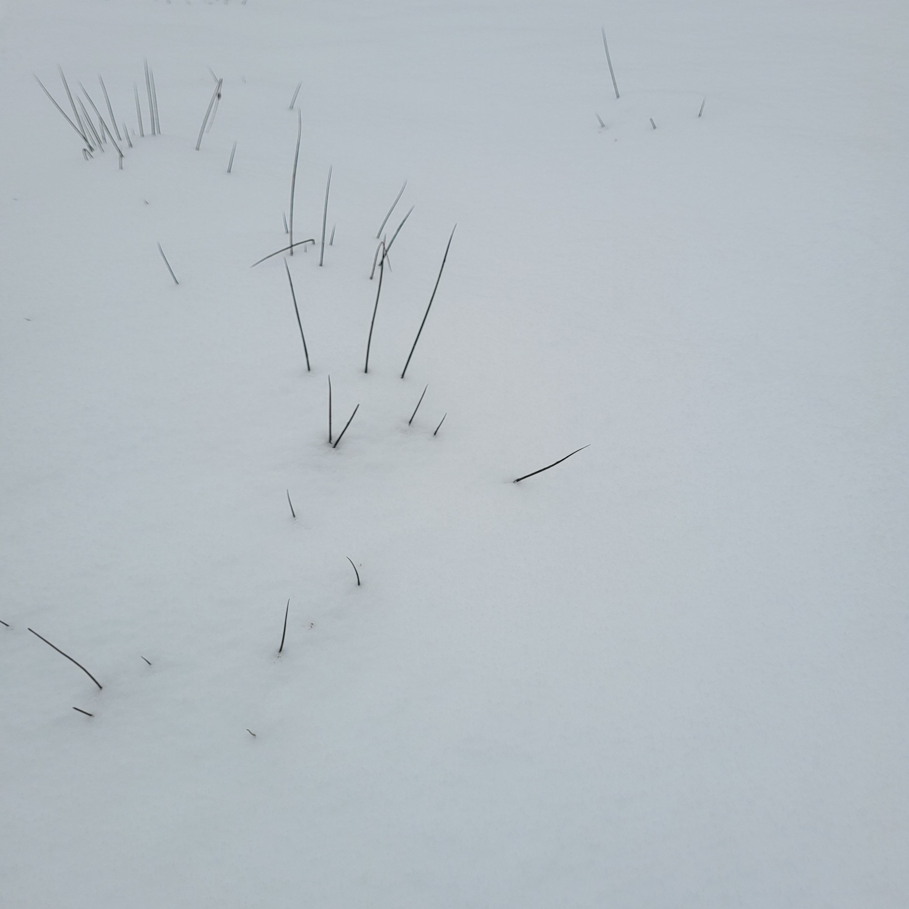 Vereinzelte Gräser in dichter Schneelandschaft.