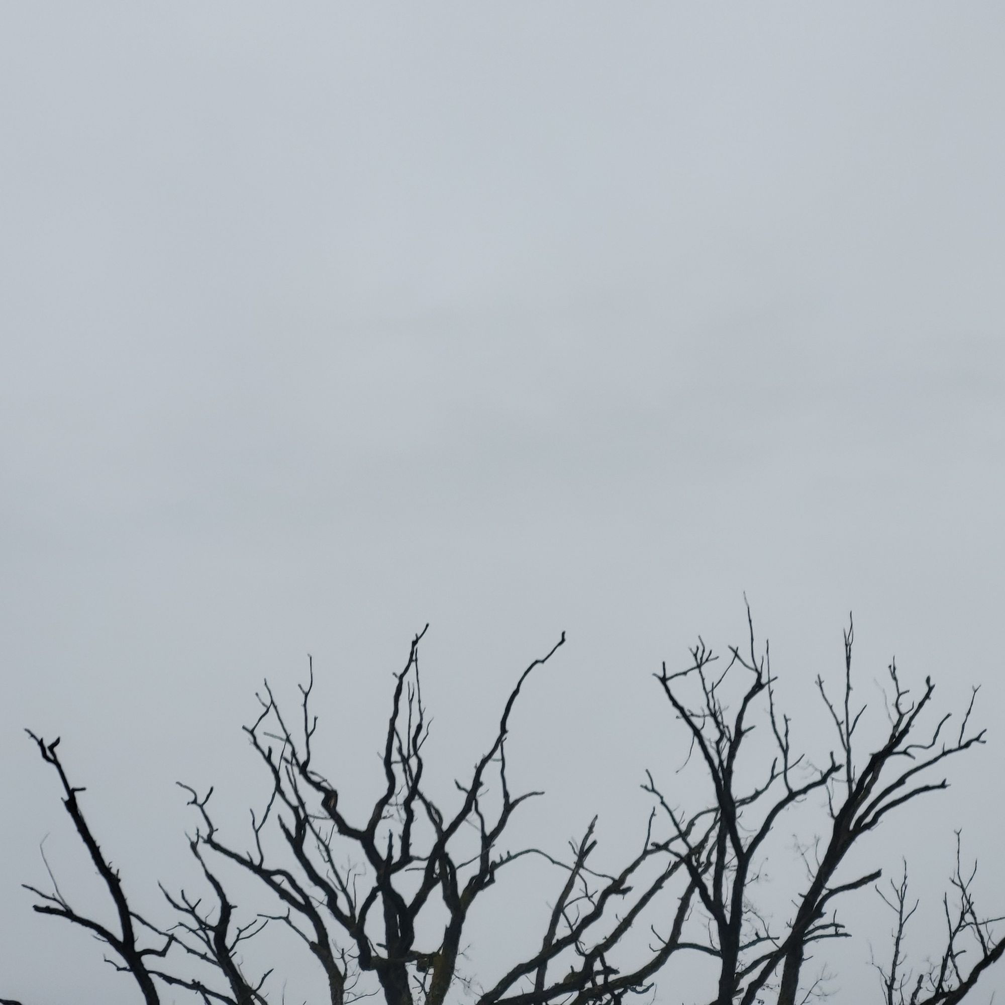 Äste vor nebelgrauem Himmel.