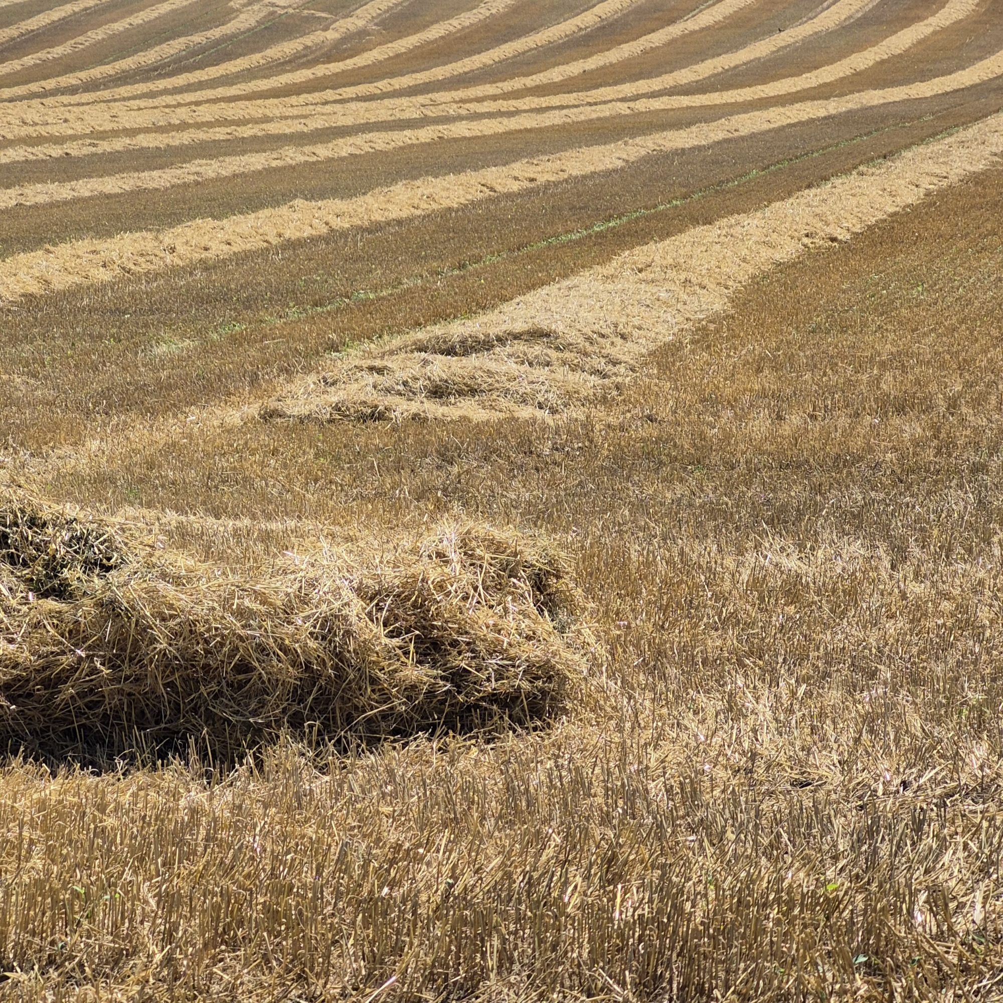Abgeerntetes Feld mit perspektivischen Linien.