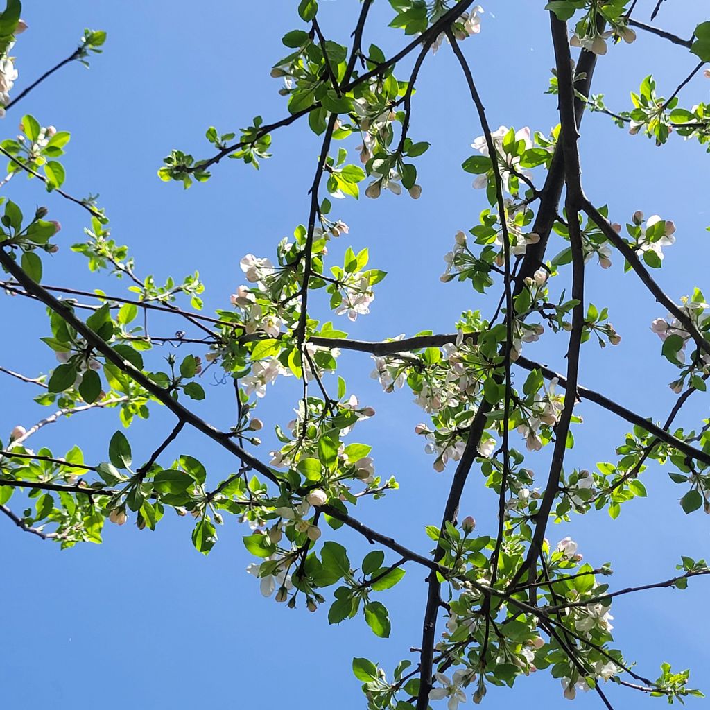 Fotografie von blühenden Apfelbaumästen vor hellblauen Himmel.