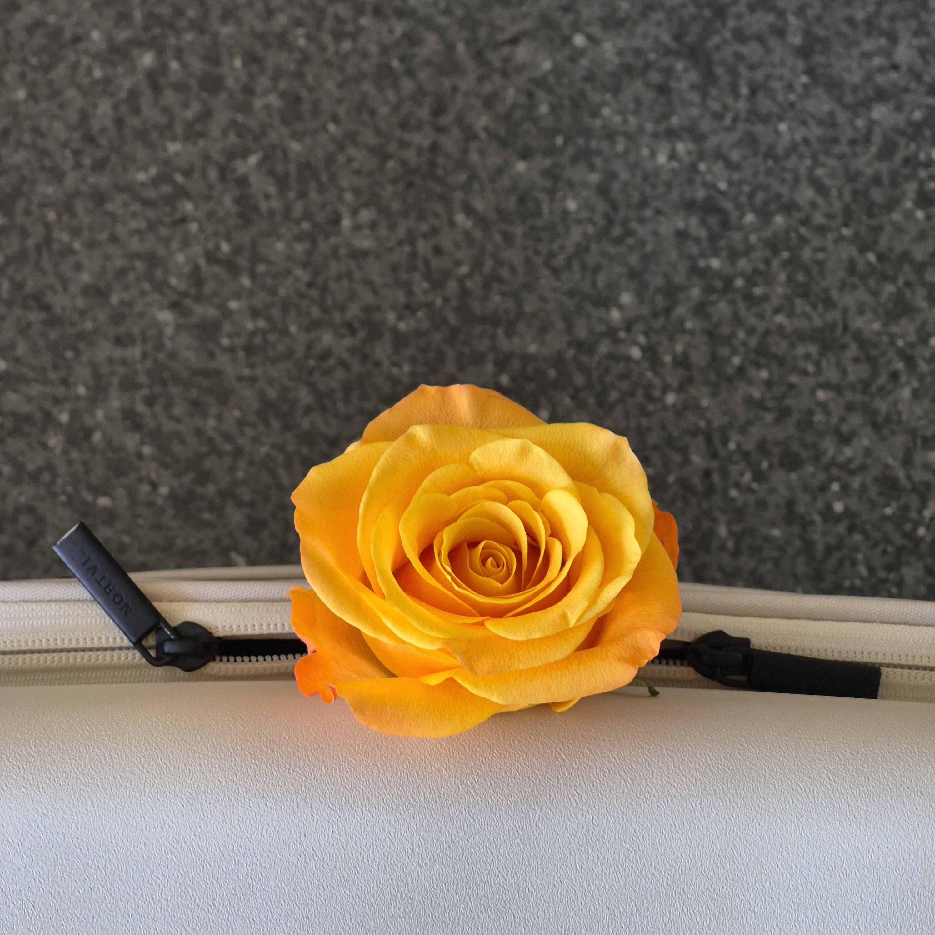 Orangefarbene Rosenblüte vor beigem und schwarzem Hintergrund.