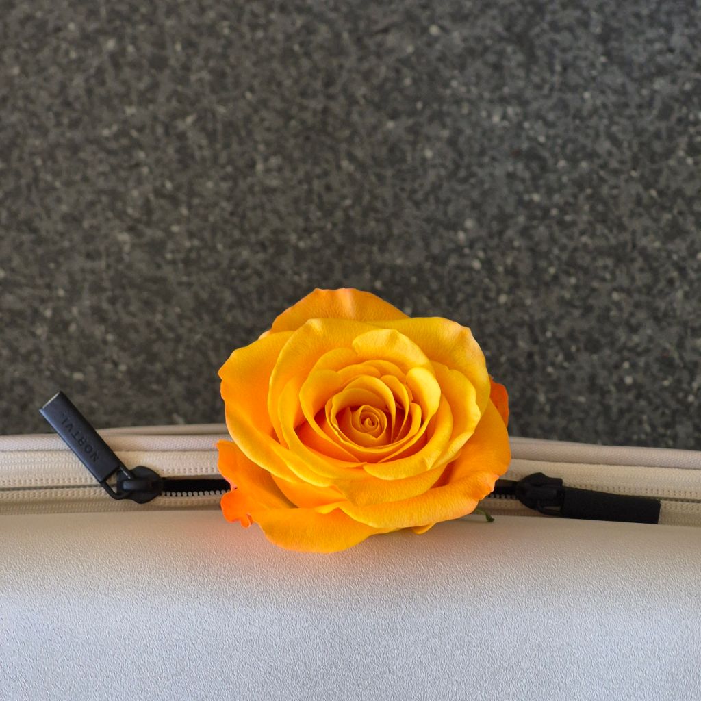 Orangefarbene Rosenblüte vor beigem und schwarzem Hintergrund.