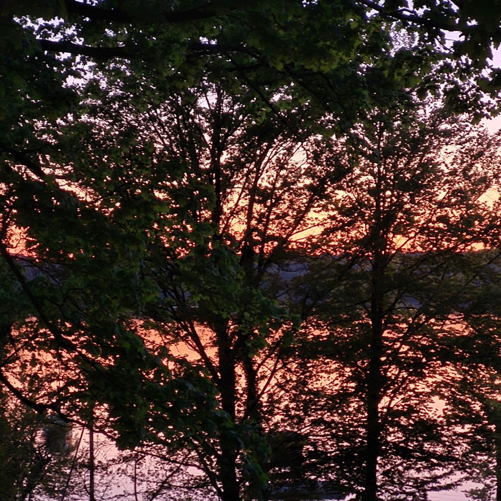 Ein Baum im Gegenlicht. Durch die Äste ein Blick auf Wasser und Ufer. Der Himmel ist rosarot eingefärbt.