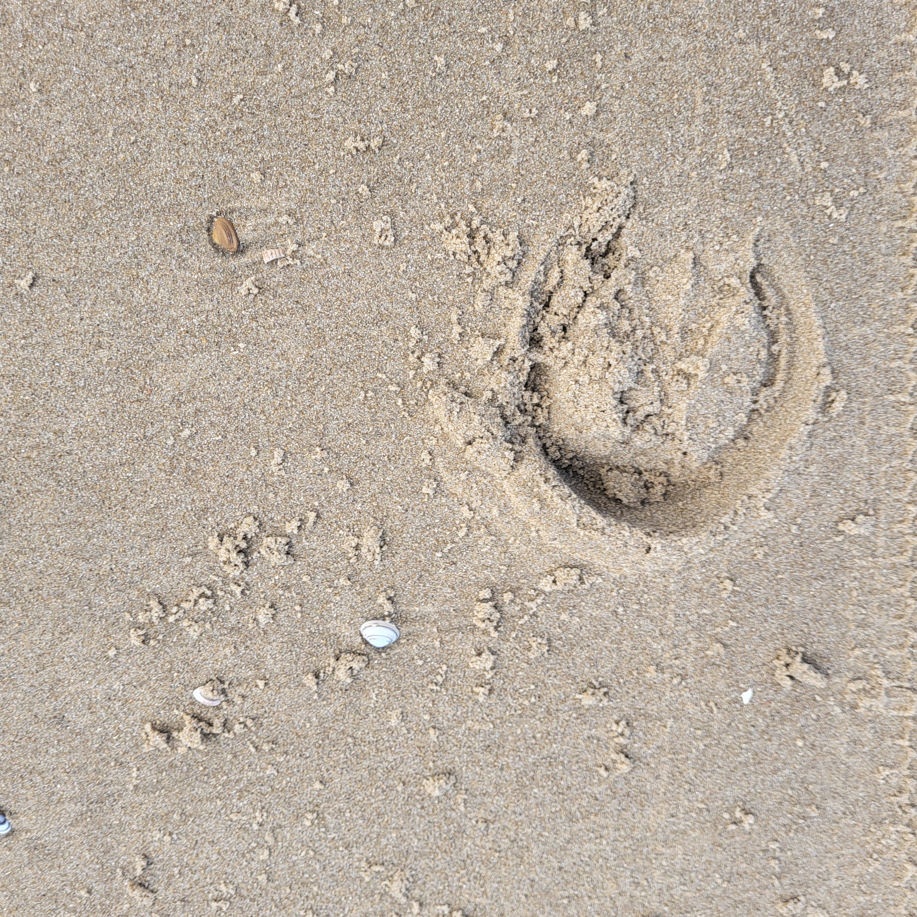 Ein Hufabdruck im nassen Sand als visuelle Brücke zu dem Text über Enttäuschung und Glück auf dem Rücken der Pferde.